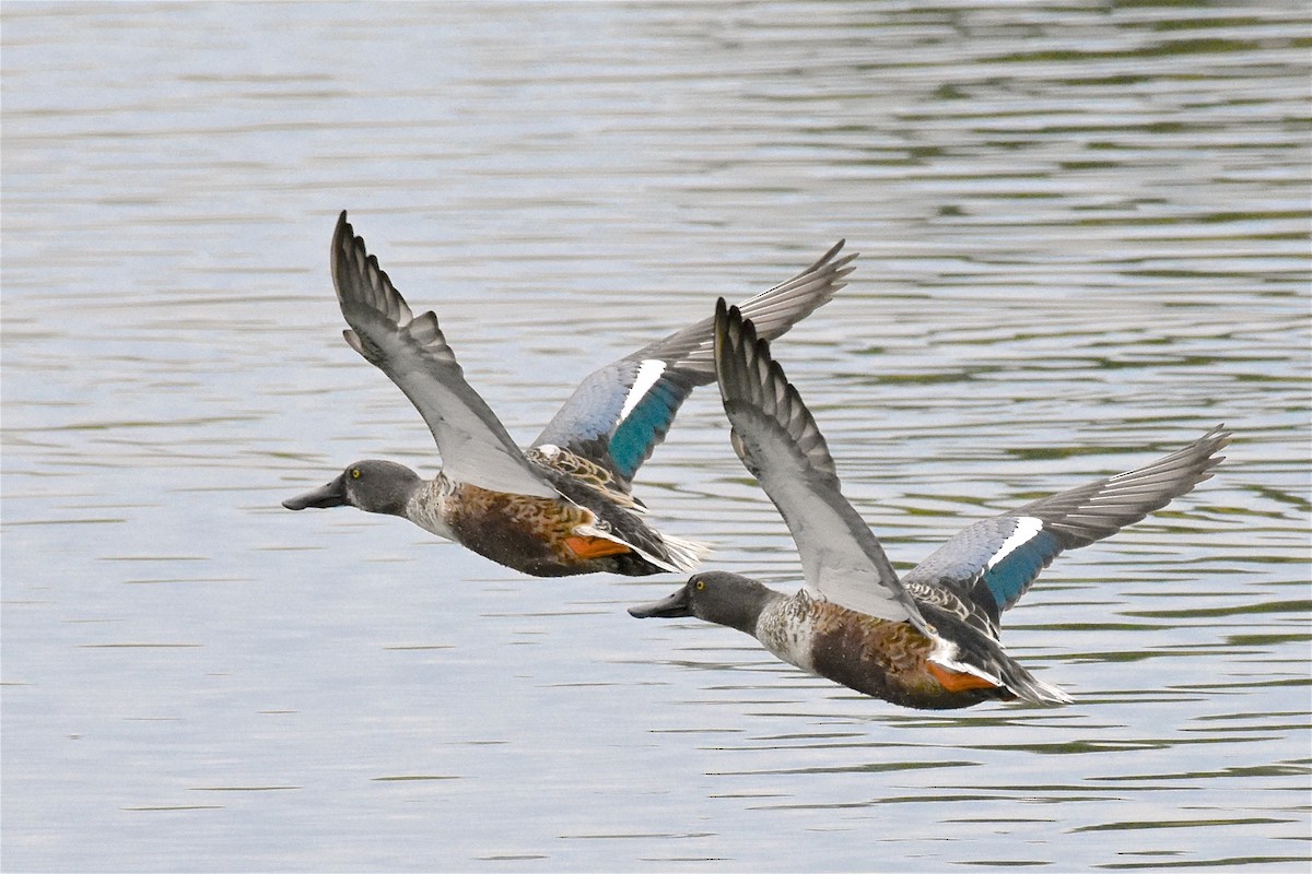 Northern Shoveler - ML114849651