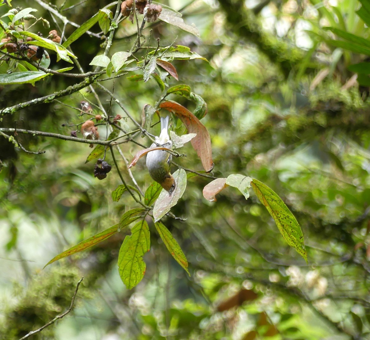 Silvery Tanager - ML114852181