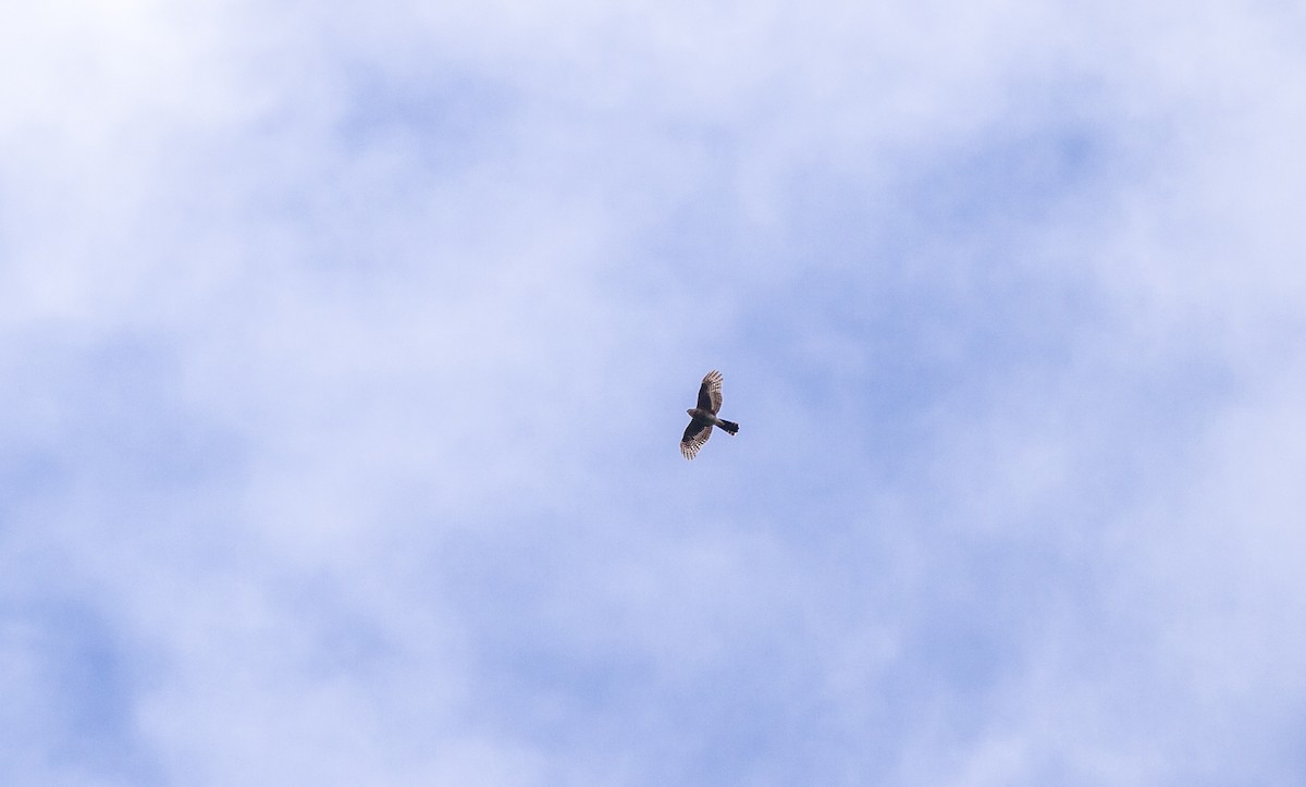 Sharp-shinned Hawk (Plain-breasted) - ML114853051