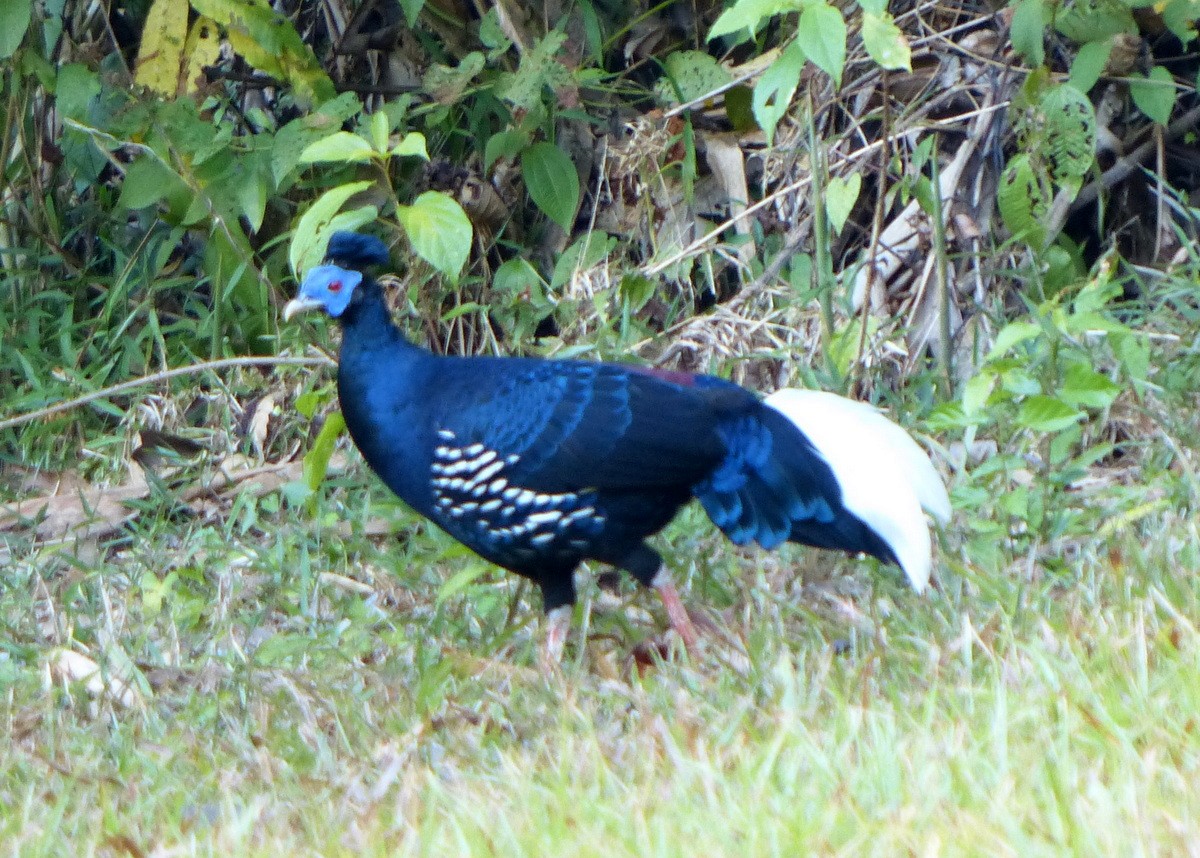 Malayan Crested Fireback - ML114853141