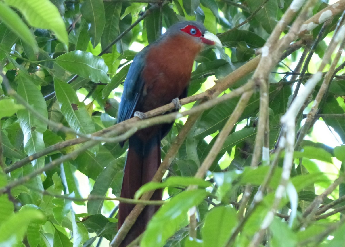 Chestnut-breasted Malkoha - ML114853191