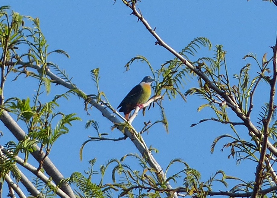 Little Green-Pigeon - ML114853231