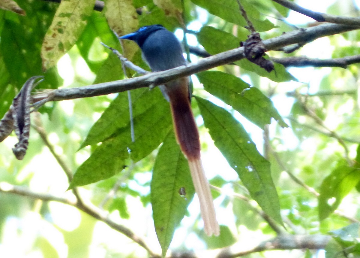 Blyth's Paradise-Flycatcher - ML114853301