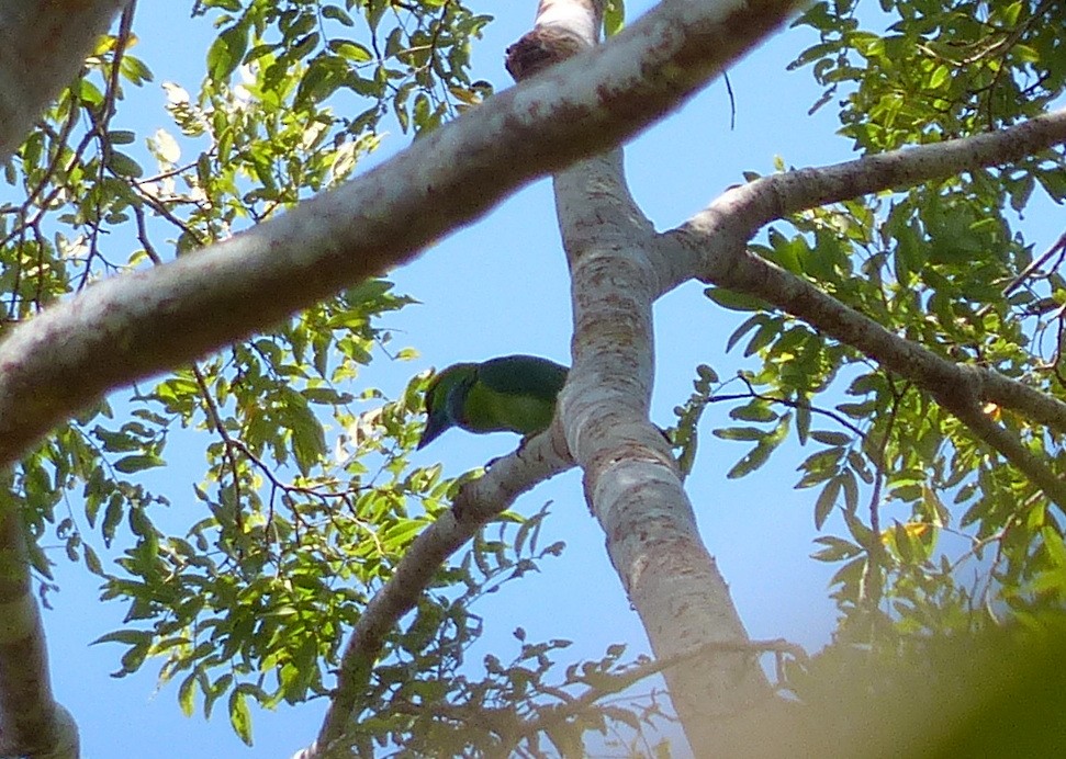 Yellow-crowned Barbet - ML114853351