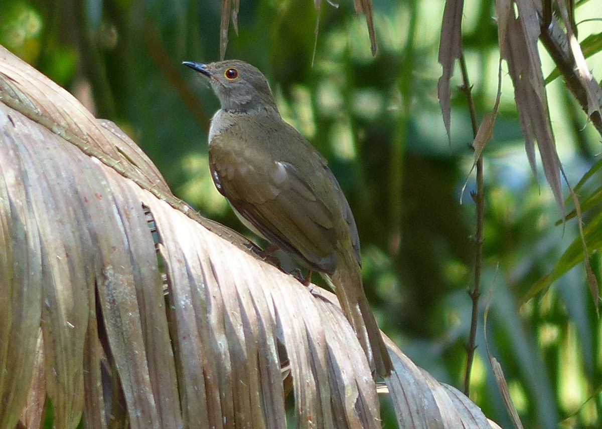 Spectacled Bulbul - Andy Frank