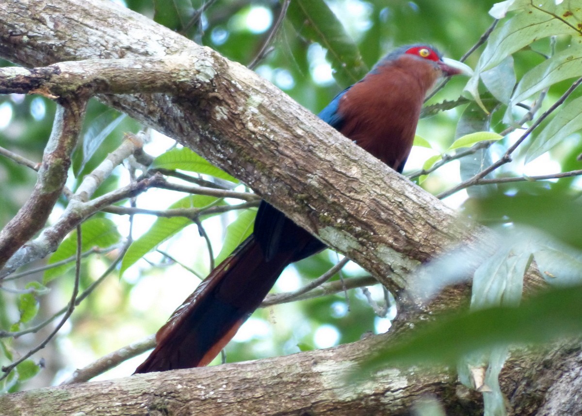 Chestnut-breasted Malkoha - Andy Frank