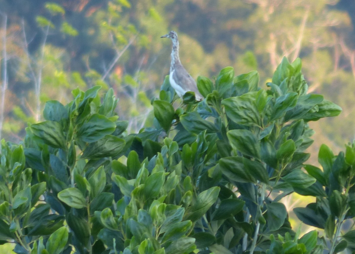 Chinese Pond-Heron - ML114853531