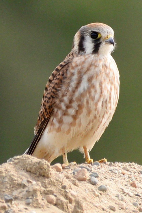 American Kestrel - ML114854651