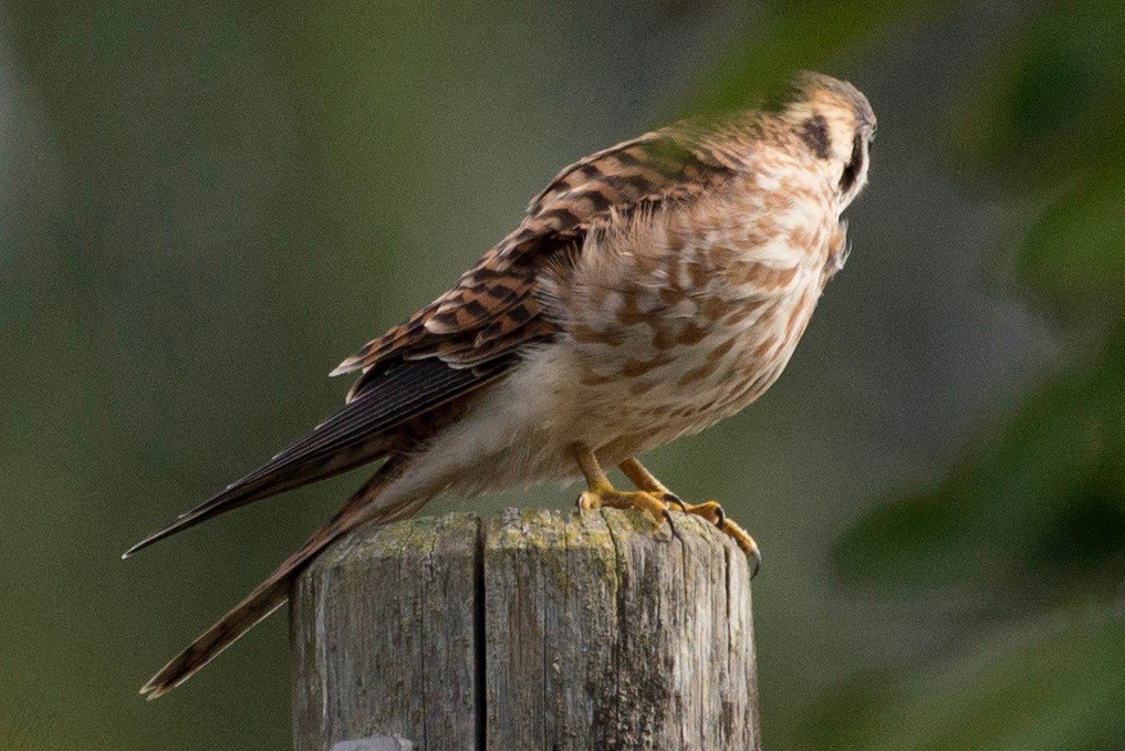 American Kestrel - ML114854701