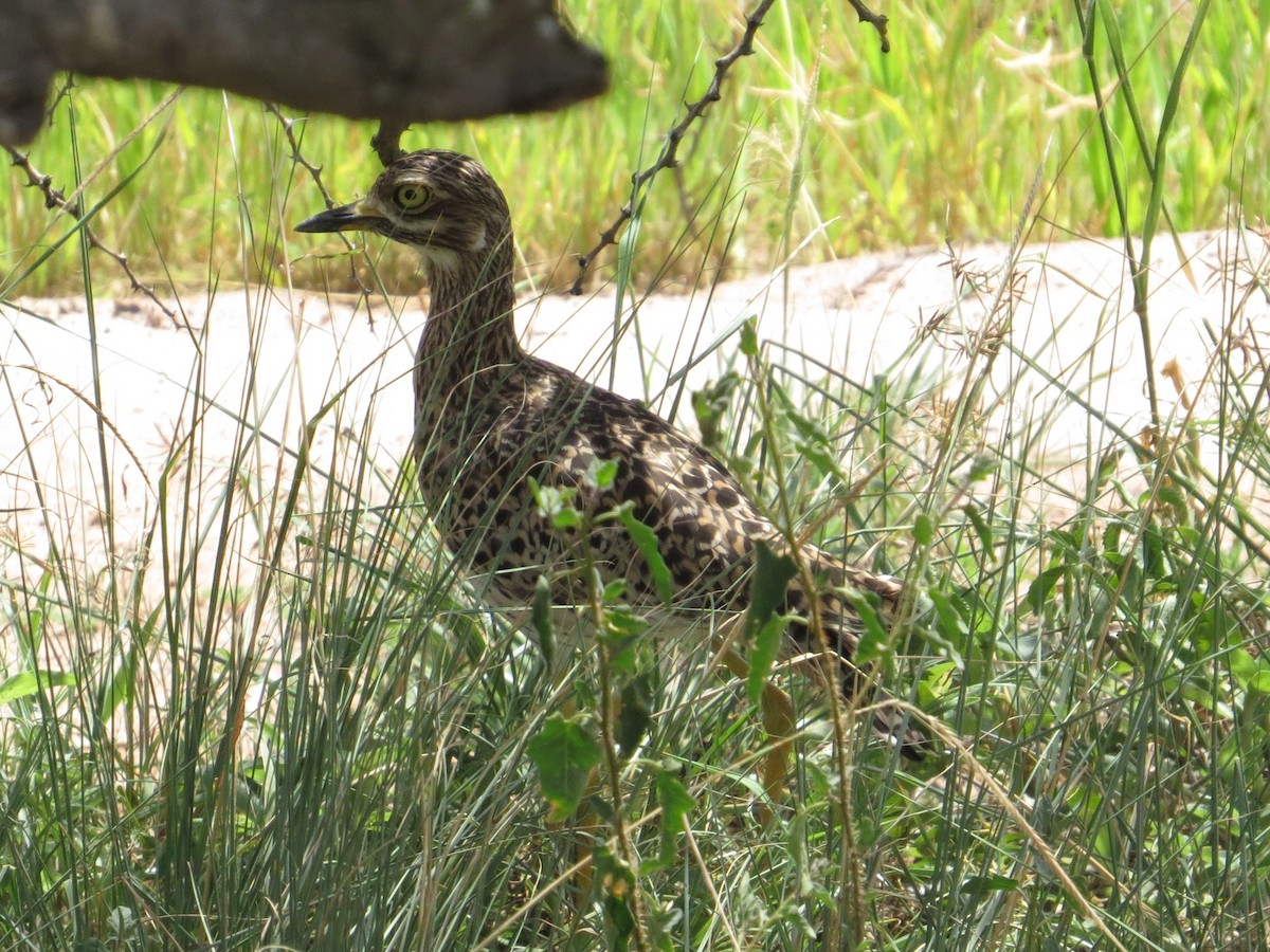 Spotted Thick-knee - Vickie Buck