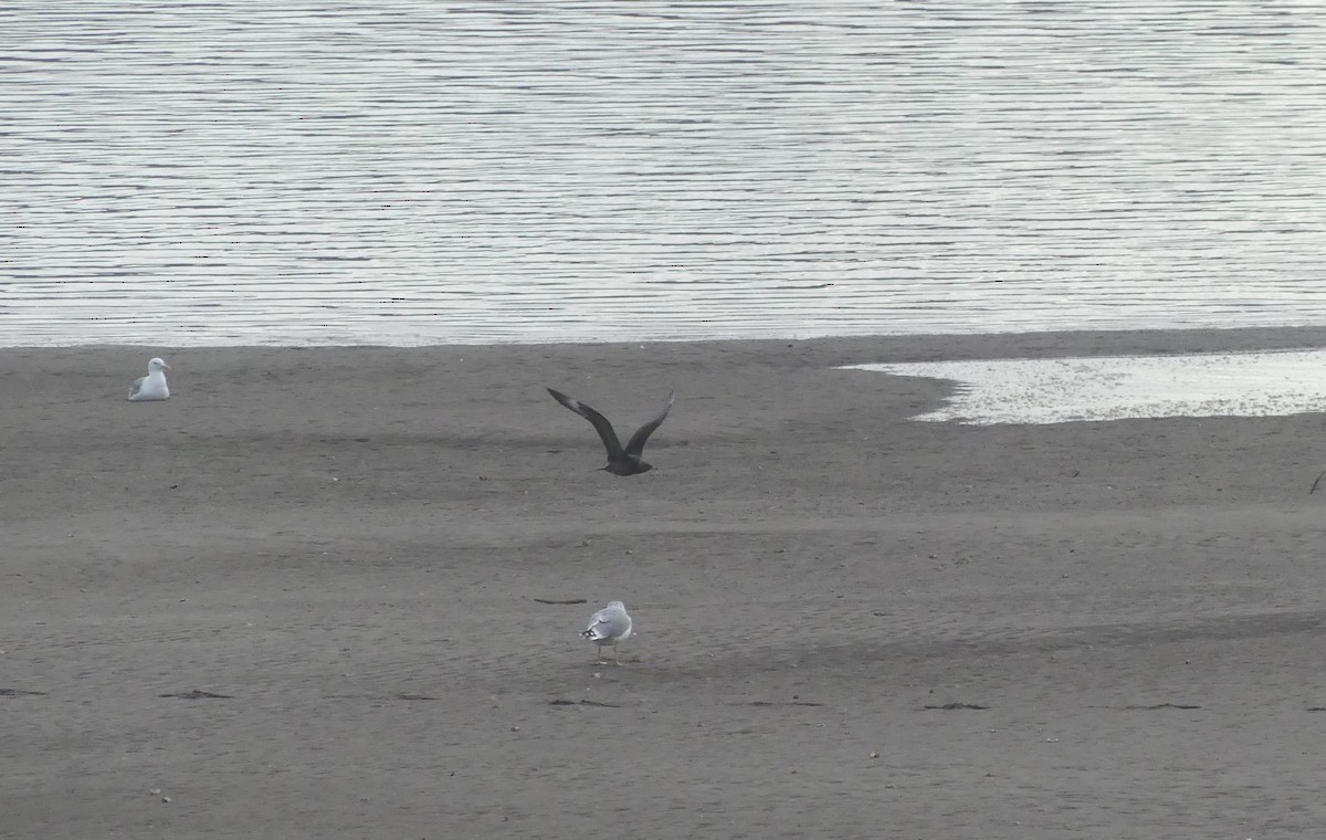 Parasitic Jaeger - Zack Schlanger