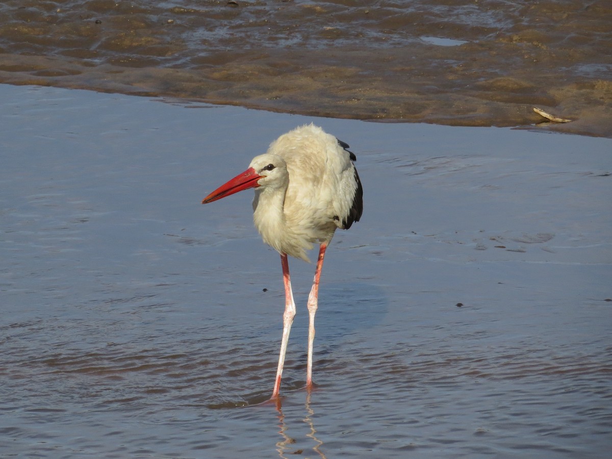 White Stork - ML114857951