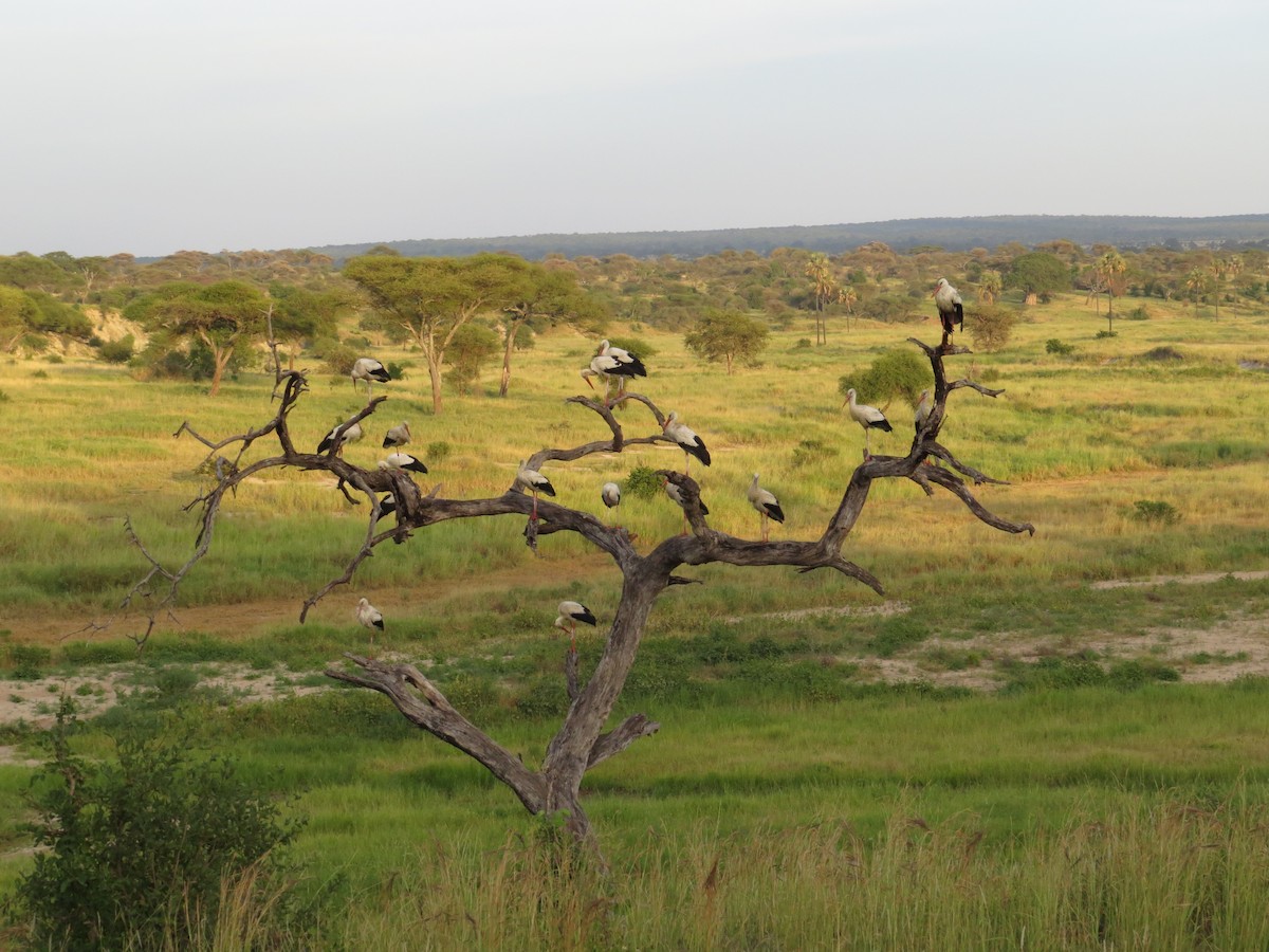 White Stork - ML114860311