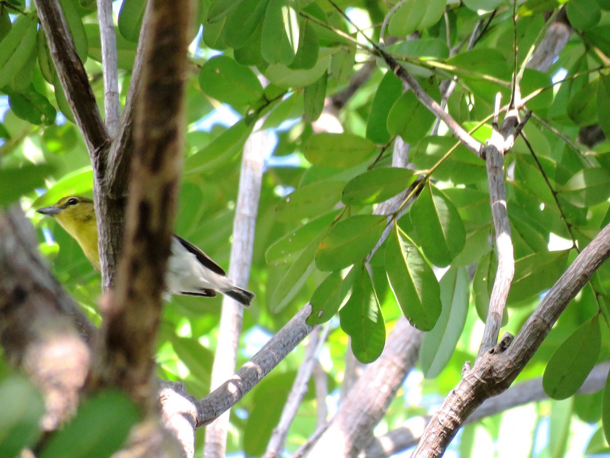 Yellow-throated Vireo - ML114860721
