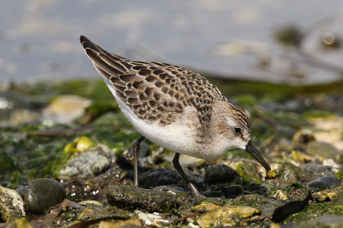 Semipalmated Sandpiper - ML114862621