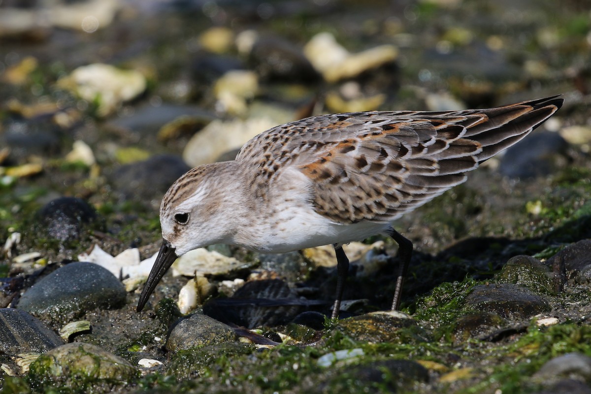 Western Sandpiper - ML114863251