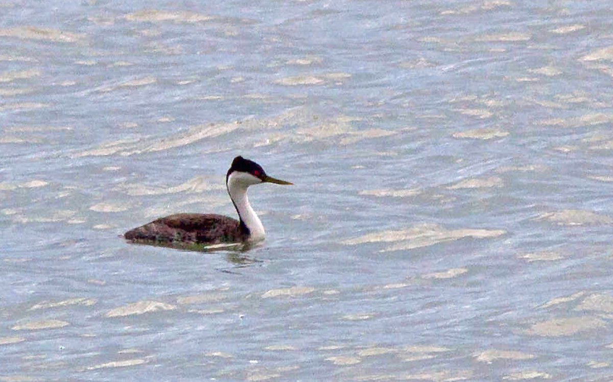 Western Grebe - ML114864141