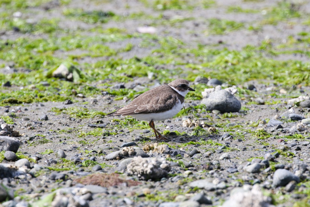 Semipalmated Plover - ML114867251