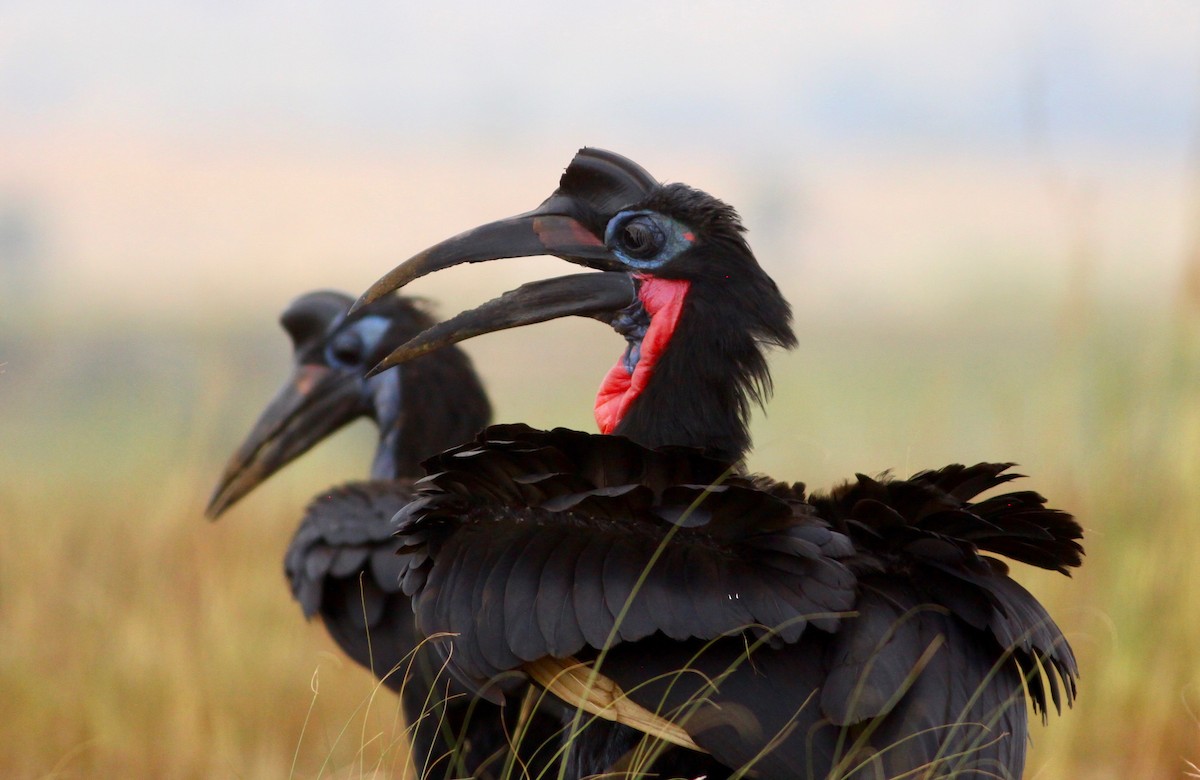 Abyssinian Ground-Hornbill - ML114867371