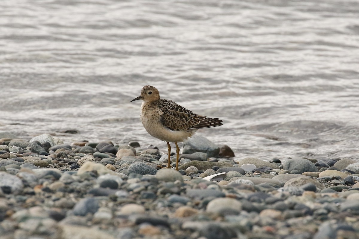 Buff-breasted Sandpiper - Blair Dudeck