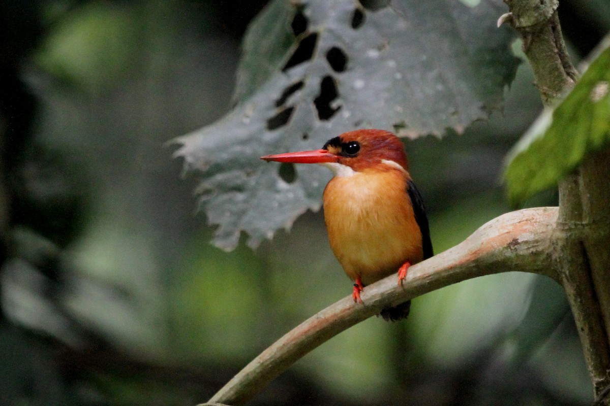 African Dwarf Kingfisher - Stephen Gast
