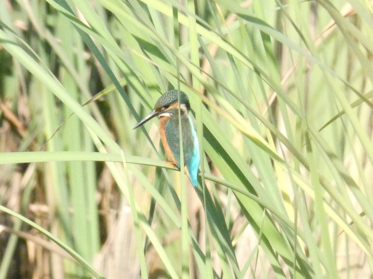 Номин шогшир - ML114872311