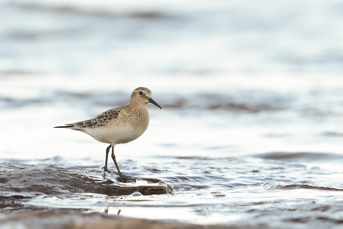 Baird's Sandpiper - bellemare celine