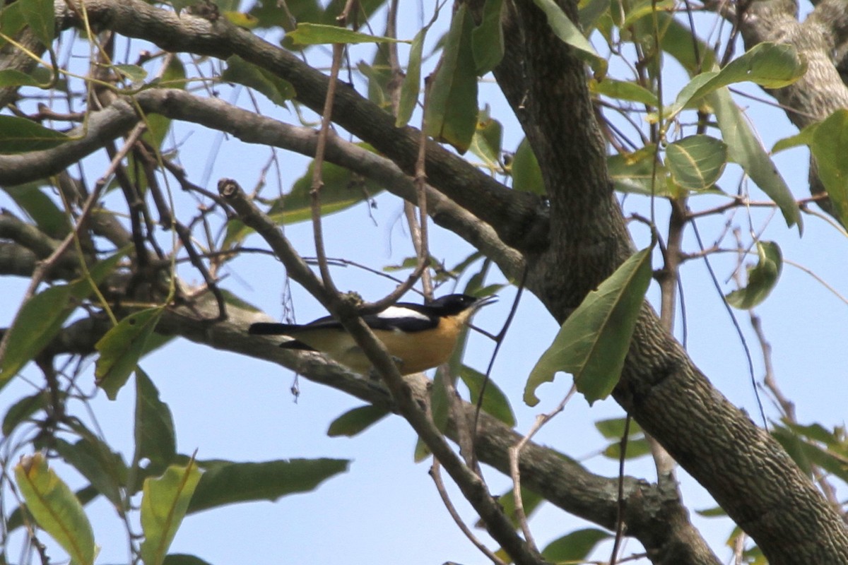 Yellow-bellied Hyliota - ML114873271