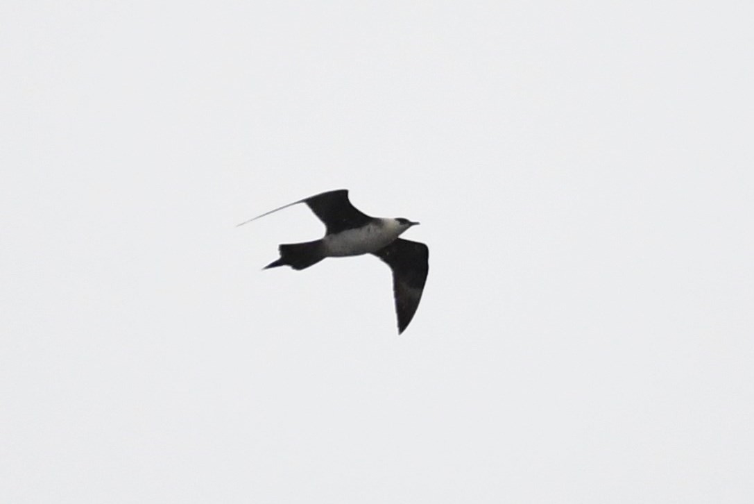 Parasitic Jaeger - Matt Spangler