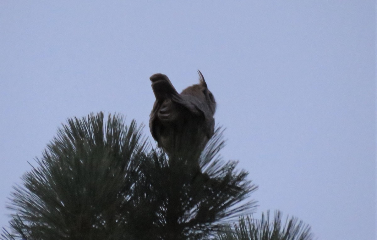 Great Horned Owl - ML114876521