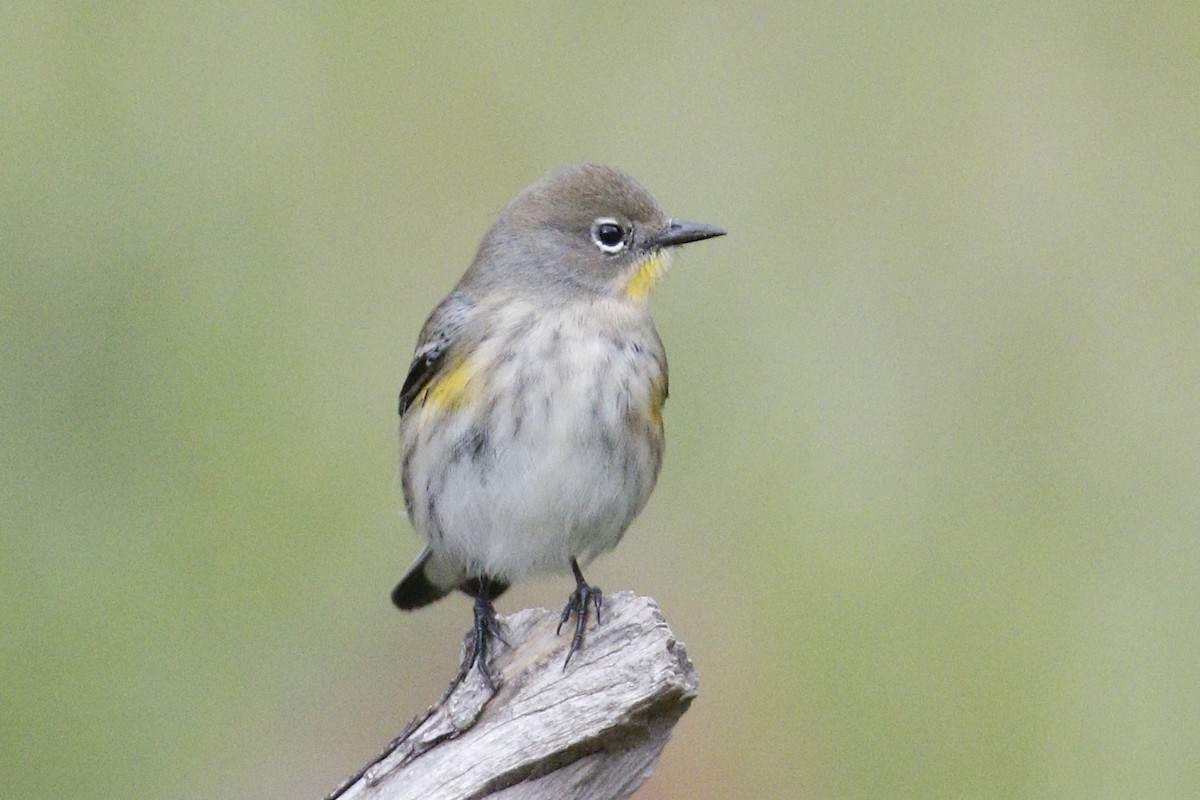 Yellow-rumped Warbler (Audubon's) - ML114876901