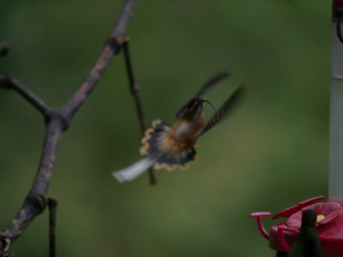 Tawny-bellied Hermit - ML114878131