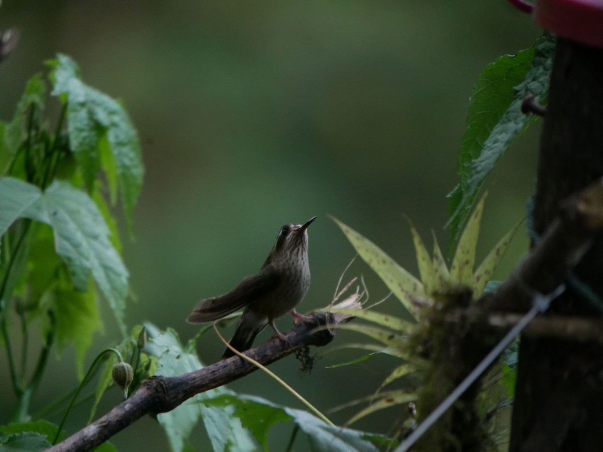 Speckled Hummingbird - ML114878251