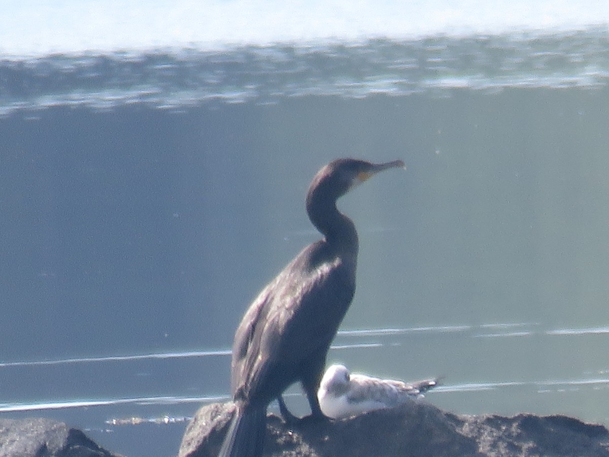 Great Cormorant - ML114880371