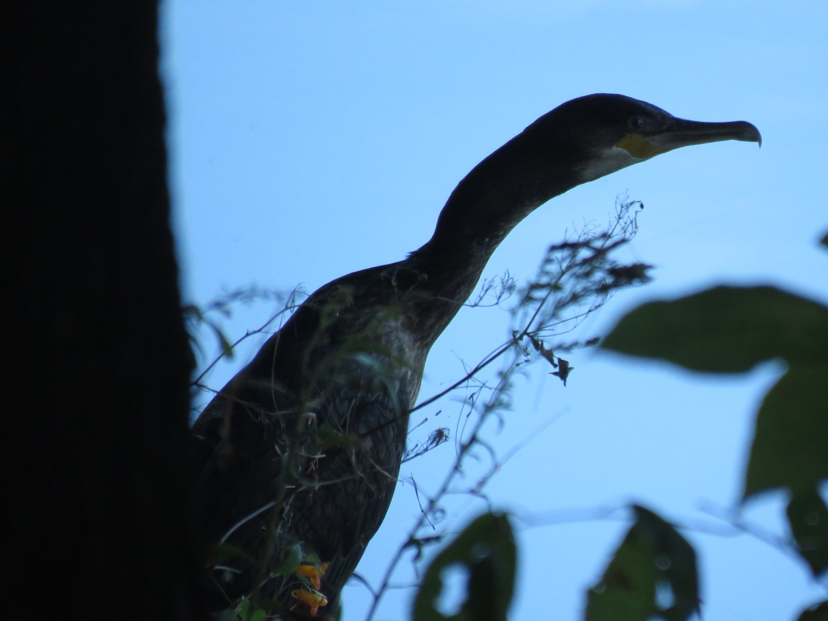 Great Cormorant - ML114880781