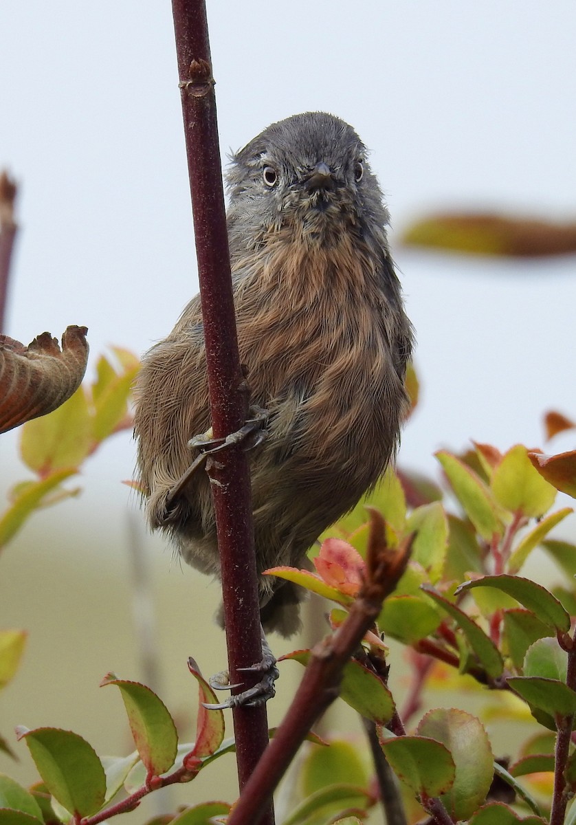 Wrentit - ML114881671