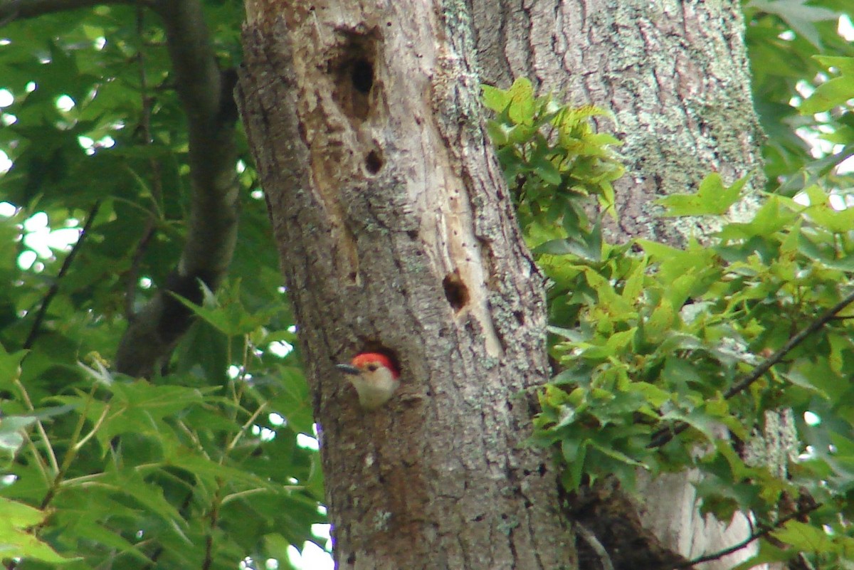 Red-bellied Woodpecker - Karen & Tom Beatty