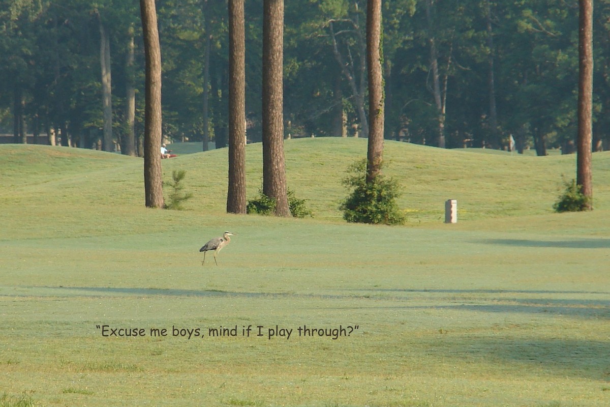 Great Blue Heron - Karen & Tom Beatty