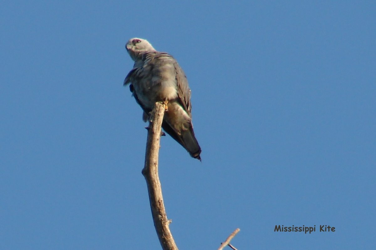 Mississippi Kite - Karen & Tom Beatty