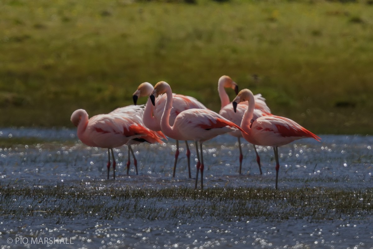 Chilean Flamingo - ML114882761