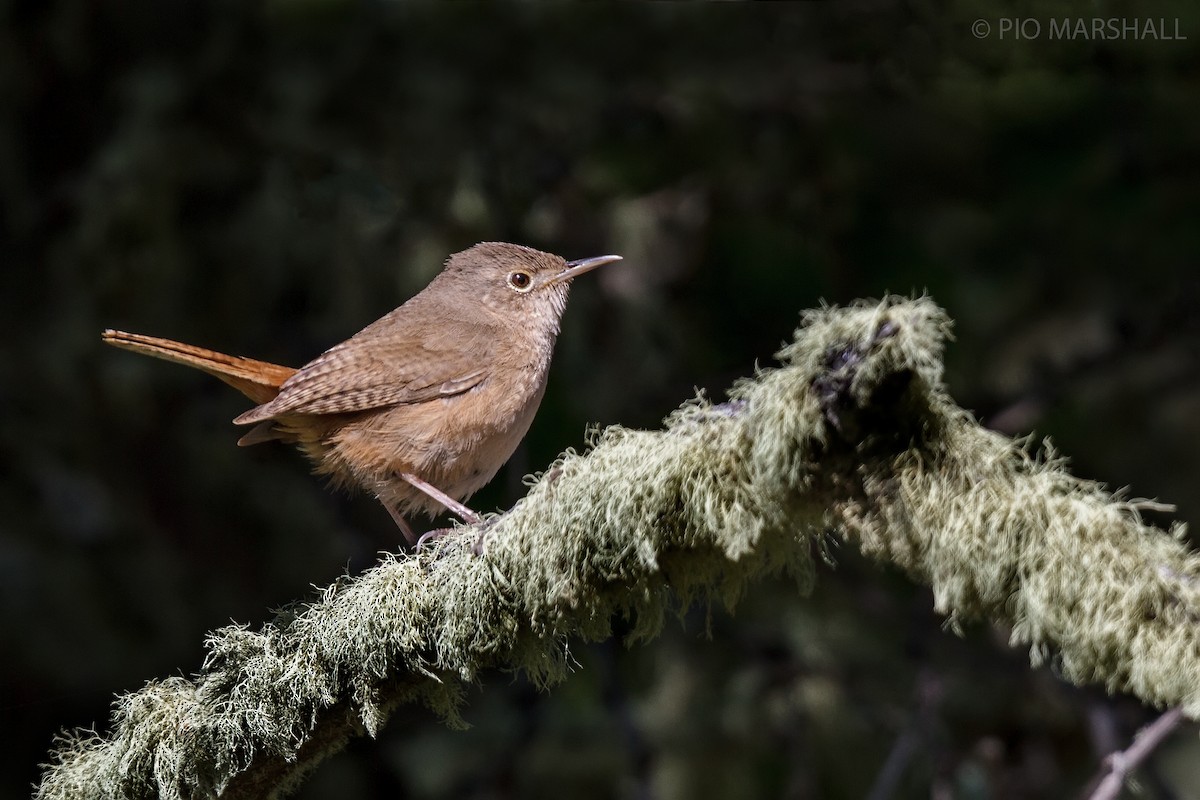 House Wren - ML114883231