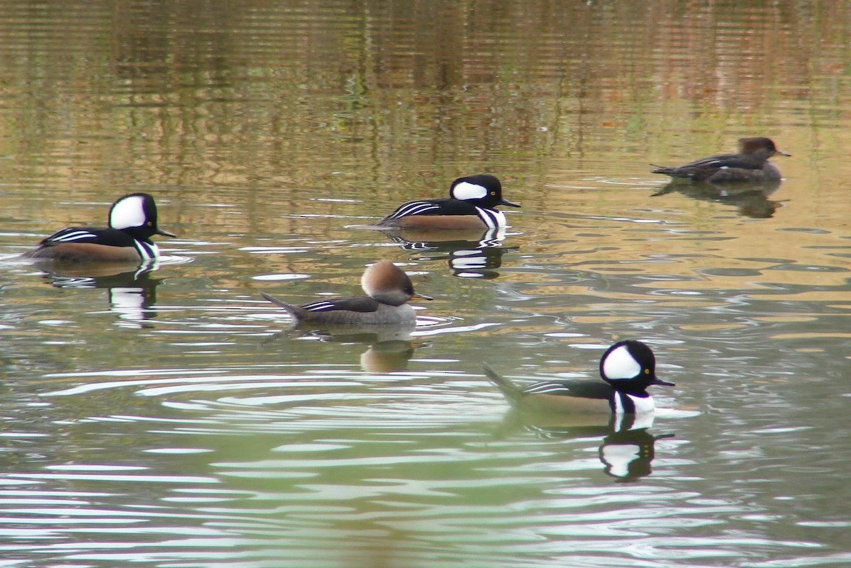 Hooded Merganser - ML114883321