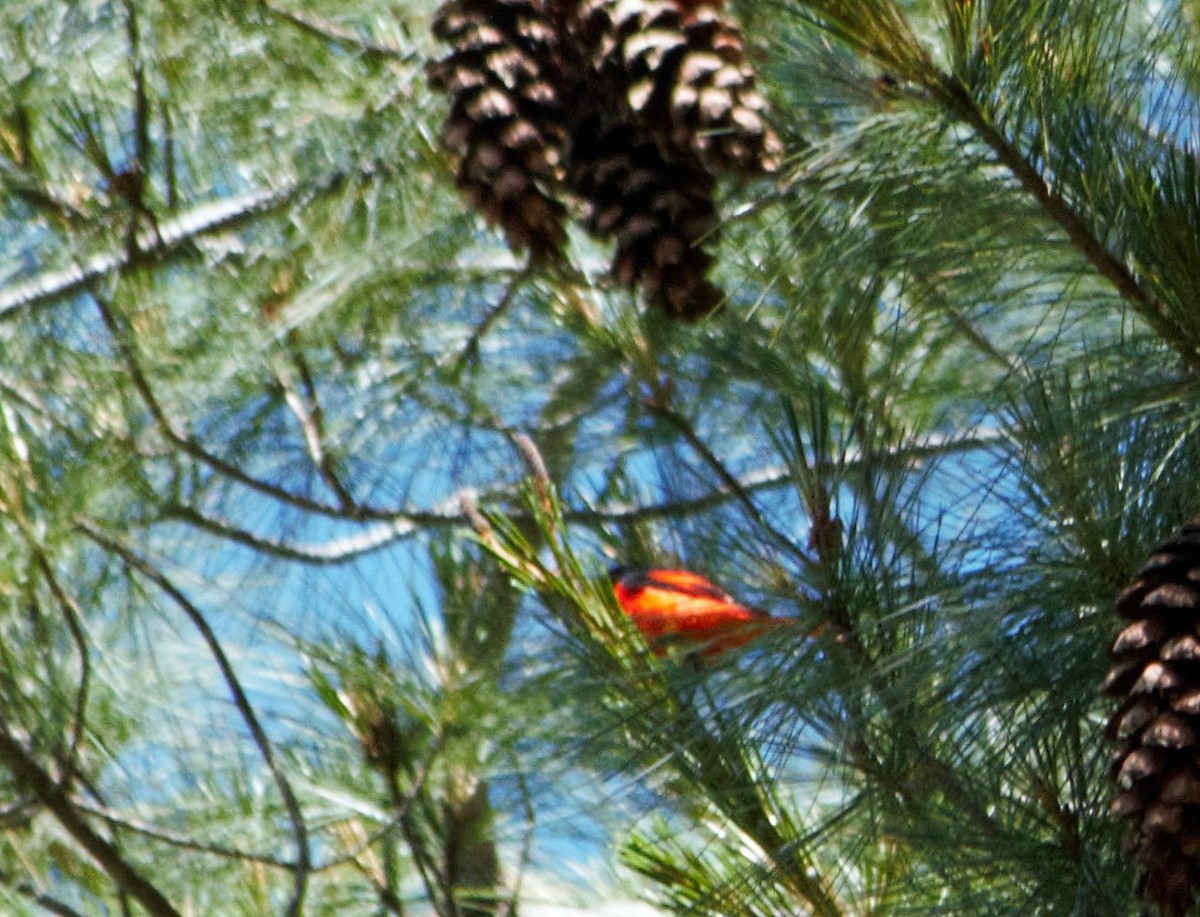 Long-tailed Minivet - ML114885341