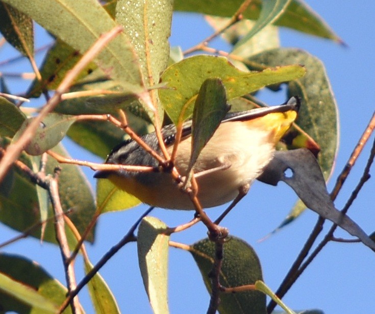 Spotted Pardalote - ML114885371