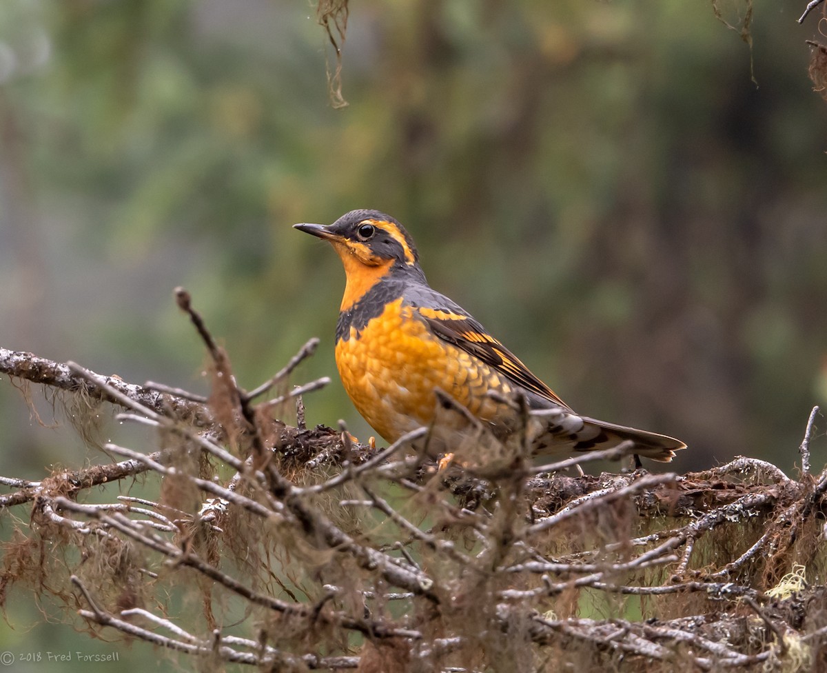 Varied Thrush - ML114886131