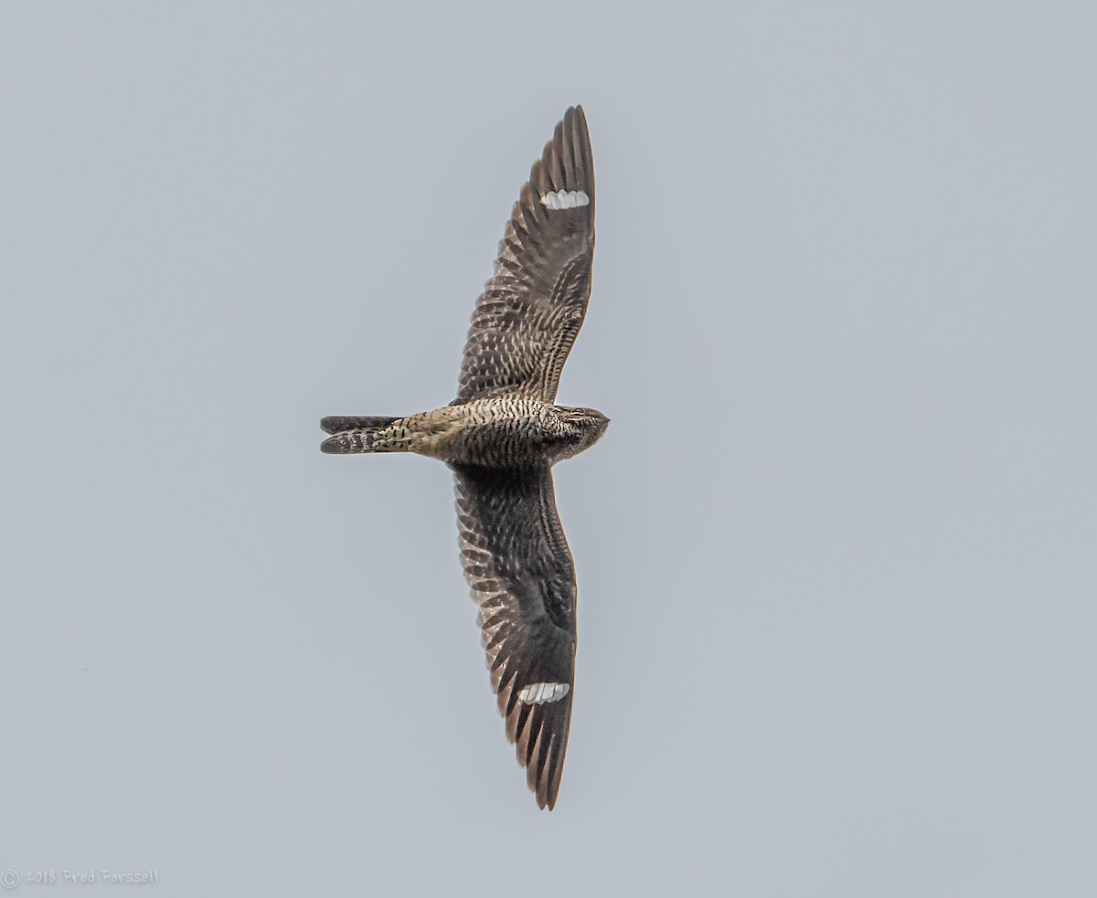 Common Nighthawk - ML114886601