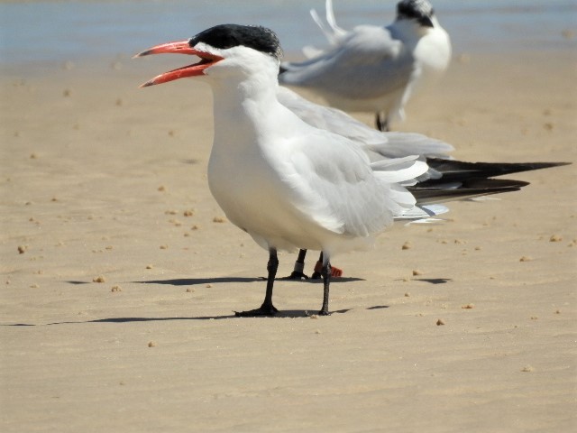 Caspian Tern - ML114888281