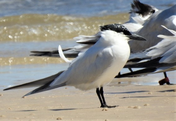 Australian Tern - Dezmond Wells