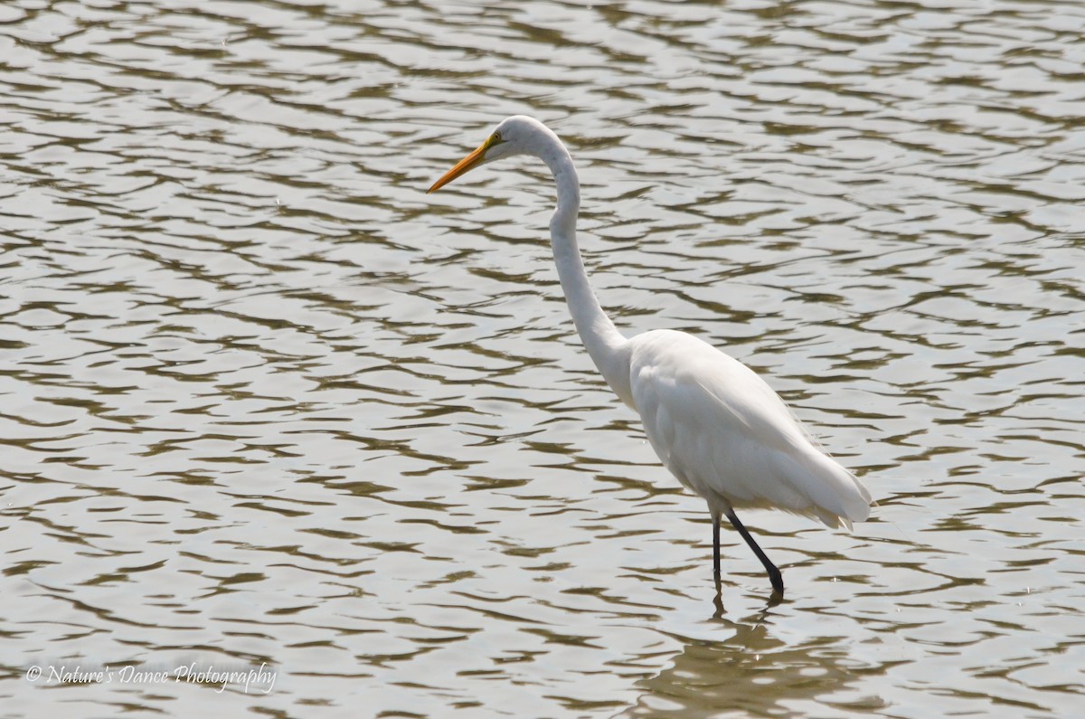 Great Egret - Nancy Barrett