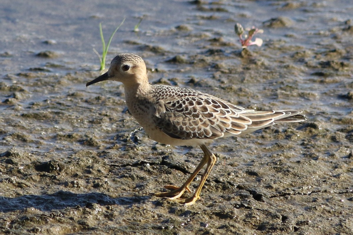 Buff-breasted Sandpiper - Robert McNab